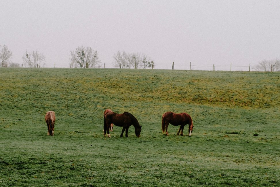 An image of horses at a New Forest in Bournemouth